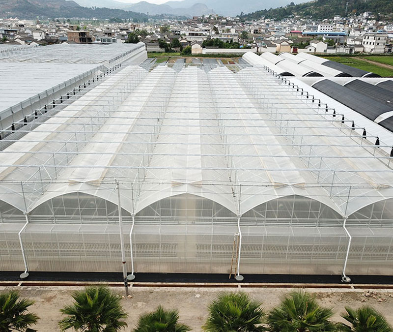 連棟溫室大棚要如何做好防風(fēng)管理工作